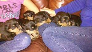 Home raised purebred rottweiler puppies for sale. German Rottweiler Puppies For Sale For Sale In Santa Fe New Mexico Classified Americanlisted Com