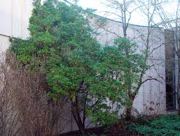 Image result for Pittosporum
