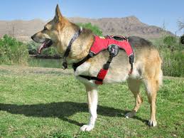 Ruffwear Harness Help Three Legged Dogs Support Mobility