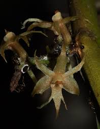 Image result for Tridactyle tridactylites