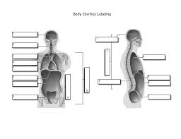 This will keep it selected while you select more. Body Cavities Labeling Organ Systems 1 Integumentary Body