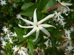 Maybe you would like to learn more about one of these? Bunga Melati Klasifikasi Jenis Gambar Manfaat Cara Menanam