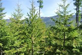 Check spelling or type a new query. 2 Cabin Creek Rd Easton Wa 98925 Estately Mls 924293