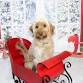  CHRISTMAS PHOTOSHOOTS  event image