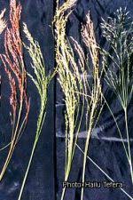Image result for Eragrostis tef