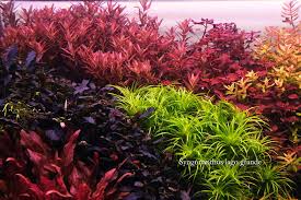 Image result for Syngonanthus