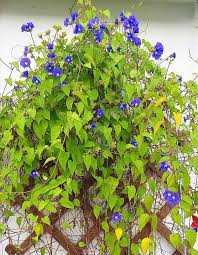 Image result for Jacquemontia