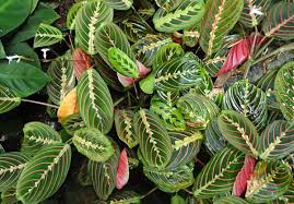 Did you scroll all this way to get facts about prayer plant leaf ? How To Grow A Prayer Plant Dengarden