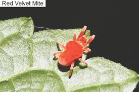 Image result for red mite