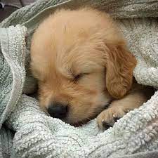 Adorableanimalss Sleepy Puppy Cute Baby Animals Baby Animals Cute Animals