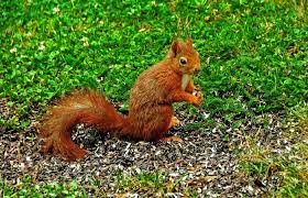 in 15 wochen ist wieder weihnachten sagte das eichhornchen in meinem garten rechtzeitig an die geschenke denken ausgestopftes tier weihnachten eichhornchen