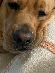 Heart shape in dog's eye reflection