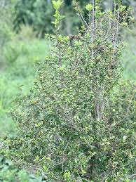 Image result for Coffea racemosa