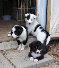 Buy border collie puppies and get the best deals at the lowest prices on ebay! Border Collie Puppies Austin Texas In 2020 Livestock Guardian Dog Border Collie Puppies Collie Puppies