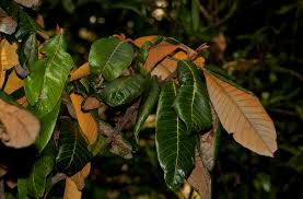 Image result for Pouteria adolfi-friedericii