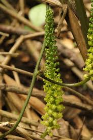 Image result for Dioscoreophyllum cumminsii