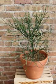 Image result for Euphorbia tirucalli