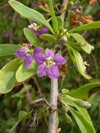 Image result for Lycium