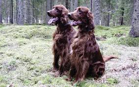 Image result for irský setr