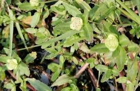 Image result for Emiliella zambiensis