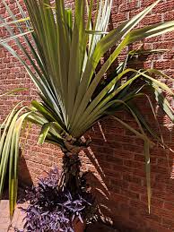 Image result for Pandanus utilis