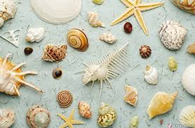 Kết quả hình ảnh cho ốc biển