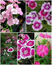 Image result for Caryophyllaceae