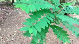Neem based pesticides are suitable for use in developing countries because leaf or seed extracts can easily be done without the use of expensive and complicated equipment. Pin Di Plants Trees