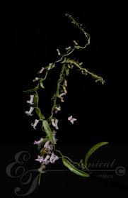 Image result for Cyphia