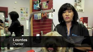 If you are unable to find your companion in our dogs for adoption sections, please consider looking thru the directory of rescue organizations, to see if they have any current dogs for adoption listings. Best 30 Mobile Pet Grooming In West Babylon Ny With Reviews Yp Com