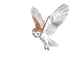 Owl Flight Cycle Animation By Tanya Buka On Deviantart Animation Art Sketches Animation Sketches Animation Art Character Design