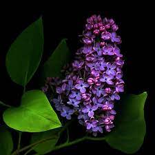 Deep Purple Lilac Indigo Flower Flowers Photography Lilac