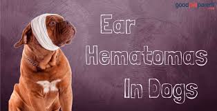 Ear (aural) hematomas in cats and dogs occur when blood collects between the skin and cartilage of the ear flap, often after an ear infection. Ear Hematomas In Dogs Good Pet Parent