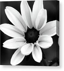 Black And White Daisy Black And White Daisy Flower Canvas Print Canvas Art By Christina Rollo Flower Prints Art Flower Canvas Flower Art