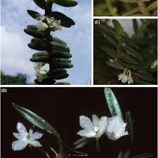 Image result for Diaphananthe lebelii