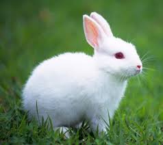 Ain't nobody messing with a / big body, best of beasts / big dog, no testing the pedigree / i'm a vet to these pets, so i'm deading fleas / there ain't another biju. White Rabbit With Red Eyes Sitting In Grass Pic