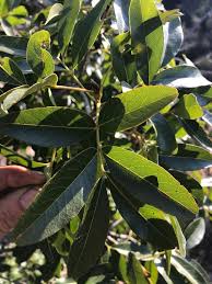 Image result for Stadmannia oppositifolia