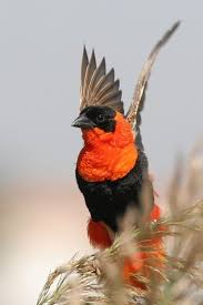 Black Bird With Orange Wings South Africa Pin By Linda Hardesty On Birds Of A Feather Beautiful Birds Bird Species Pretty Birds