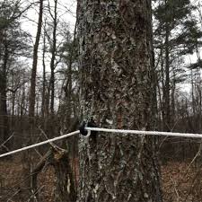 They allow you to hold the electric fence high tensile wire, polywire, polytape, polyrope, without losing the strength power though the electric fence post. Buy Ifire 40 Pcs Black Electric Fence Insulators Screw In Insulator Fence Ring Post Wood Post Insulator Online In Turkey B08gbyrd3z