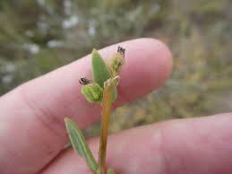 Image result for Tetragonia spicata