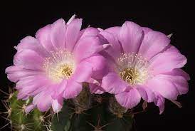 Gymnocalycium is a very large genus of plants, many exceptionally ornamental even when not in flower thanks to their varied spines structure and. Lobivia Caineana Has A Simple Echinopsis Like Stem And Nice Pink Flowers That Make It Welcome In Many Collections This Sp Cactus Flower Cactus Flowers Cactus