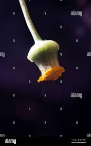 Image result for Emilia discifolia