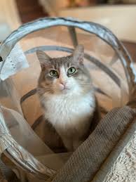 Cat is home! Missing: Gray/white cat. Colina/Oak Knoll/Oak View/Township  Trail area. He escaped and hasn't been outside since we adopted him 2 years  ago.