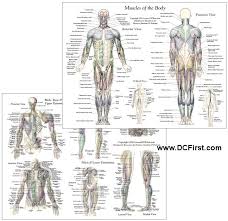 Anatomical diagram showing a front view of muscles in the human body. Muscle Anatomy Chart