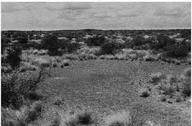 Image result for Petalidium englerianum