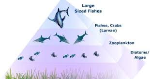 Types Of Aquatic Ecosystems Aquatic Ecosystem Ecosystems Aquatic