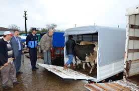 Afyon hayvan pazarı 2018, afyon hayvan pazarı küçükbaş, afyon hayvan pazarı hangi gün, hayvan pazarları, afyon şuhut hayvan pazarı, bereket tv hayvan pazarı yeni bölüm 2018, afyon hayvan pazarı nerede. Gunde 500 Hayvan Girisi Oluyor Duzce Belediyesi