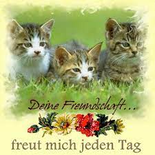 In einigen ländern wird es als valentinstag und in anderen als tag der liebe und freundschaft gefeiert, den austausch von geschenken und gruß zwischen freunden und paare. Dreamies De 983pqgaz7pz Gif