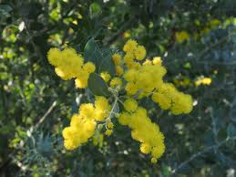 Image result for Acacia podalyriifolia