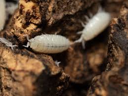 Image result for Isoberlinia tomentosa